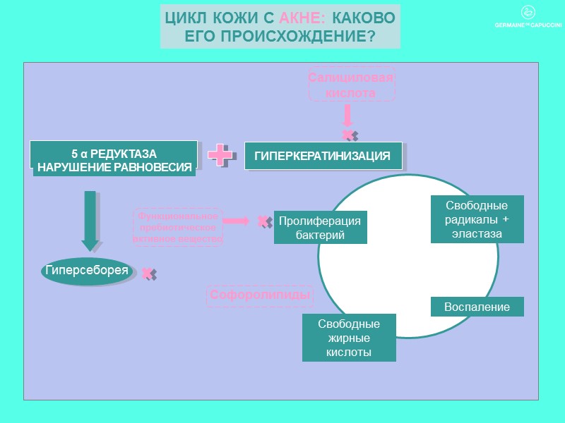 ЦИКЛ КОЖИ С АКНЕ: КАКОВО ЕГО ПРОИСХОЖДЕНИЕ?
